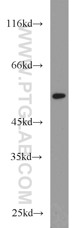 Western Blot (WB) analysis of HL-60 cells using RUNX1 (N-terminal) Polyclonal antibody (19555-1-AP)