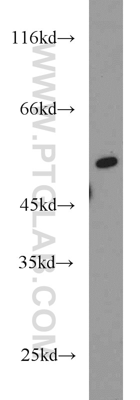 Western Blot (WB) analysis of mouse thymus tissue using RUNX1 (N-terminal) Polyclonal antibody (19555-1-AP)