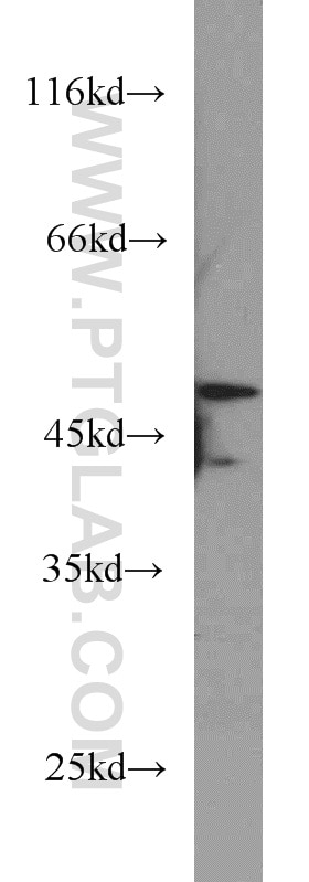 Western Blot (WB) analysis of HEK-293 cells using RUNX1 (N-terminal) Polyclonal antibody (19555-1-AP)