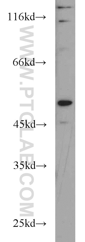 Western Blot (WB) analysis of MCF-7 cells using RUNX1 (N-terminal) Polyclonal antibody (19555-1-AP)