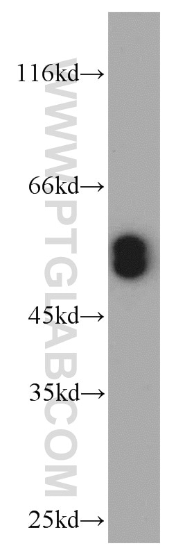 Western Blot (WB) analysis of mouse spleen tissue using RUNX1 (N-terminal) Polyclonal antibody (19555-1-AP)