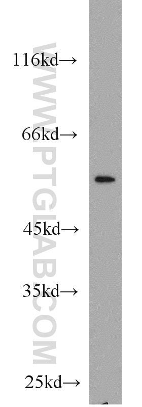 Western Blot (WB) analysis of SH-SY5Y cells using RUNX1 (N-terminal) Polyclonal antibody (19555-1-AP)