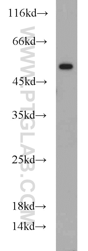 Western Blot (WB) analysis of Raji cells using RUNX1 (N-terminal) Polyclonal antibody (19555-1-AP)