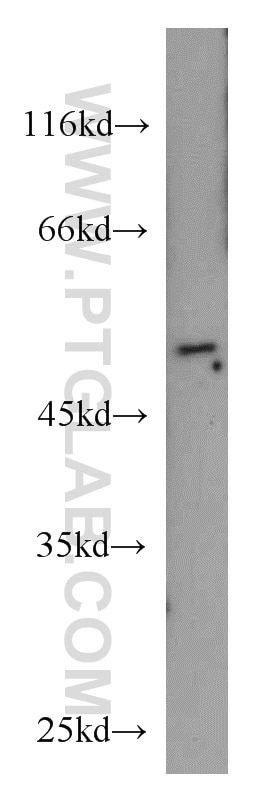 Western Blot (WB) analysis of Raji cells using RUNX1 (N-terminal) Polyclonal antibody (19555-1-AP)