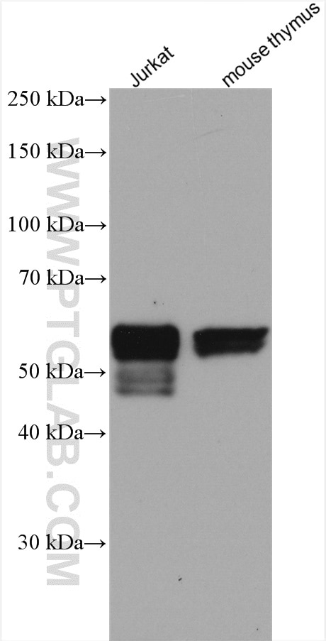 Western Blot (WB) analysis of various lysates using RUNX1 (middle) Polyclonal antibody (25315-1-AP)