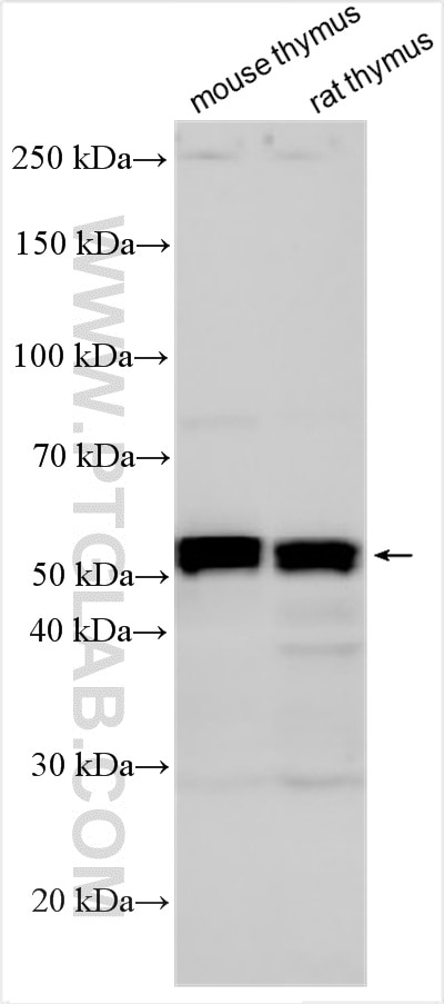 Western Blot (WB) analysis of various lysates using RUNX1 (middle) Polyclonal antibody (25315-1-AP)
