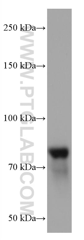 Western Blot (WB) analysis of K-562 cells using RUNX1T1 Monoclonal antibody (67086-1-Ig)
