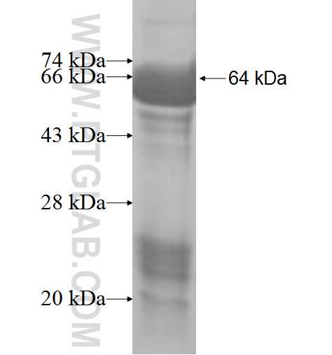 RUNX1T1 fusion protein Ag7892 SDS-PAGE
