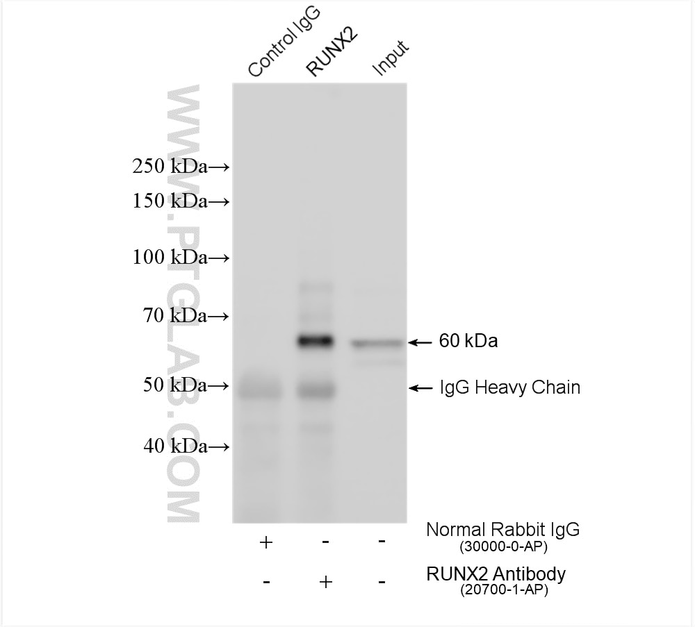 Immunoprecipitation (IP) experiment of ROS1728 cells using RUNX2 Polyclonal antibody (20700-1-AP)