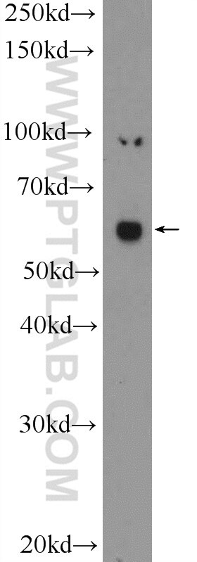 RUNX2 Polyclonal antibody