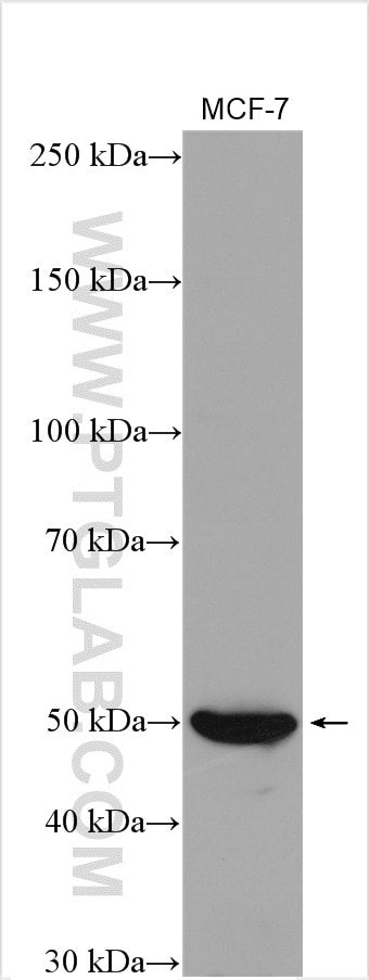 Western Blot (WB) analysis of various lysates using RUNX2 Polyclonal antibody (20700-1-AP)