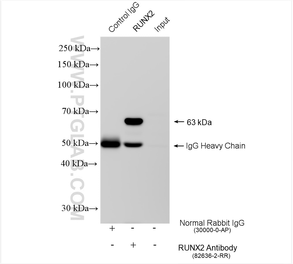 Immunoprecipitation (IP) experiment of ROS1728 cells using RUNX2 Recombinant antibody (82636-2-RR)