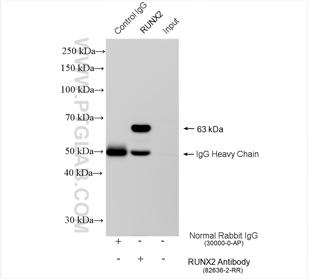 IP experiment of ROS1728 using 82636-2-RR