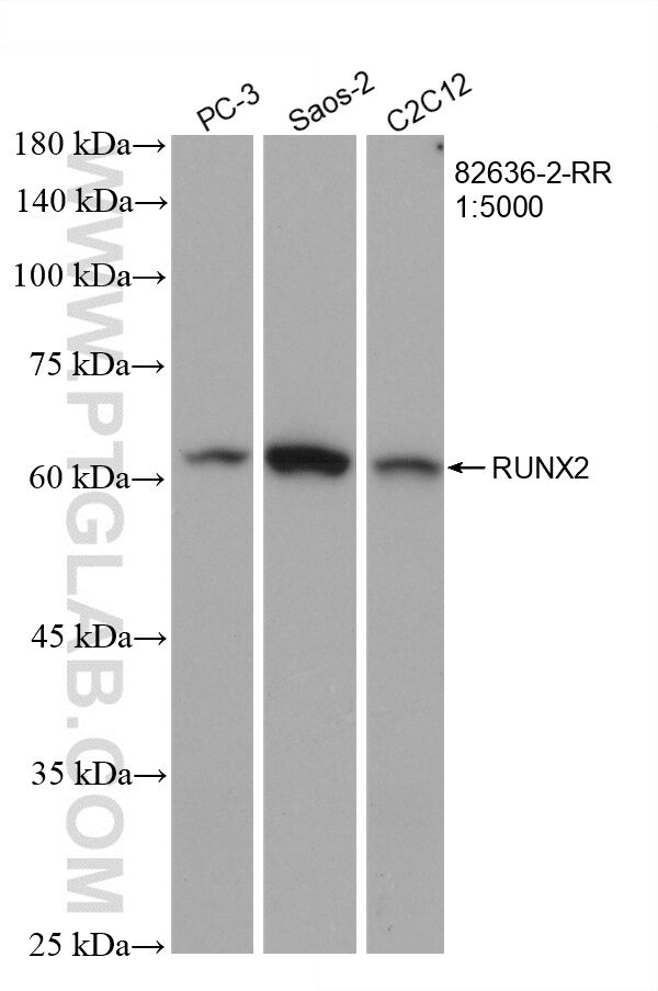 Western Blot (WB) analysis of various lysates using RUNX2 Recombinant antibody (82636-2-RR)