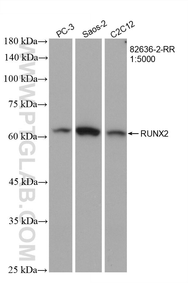 WB analysis using 82636-2-RR