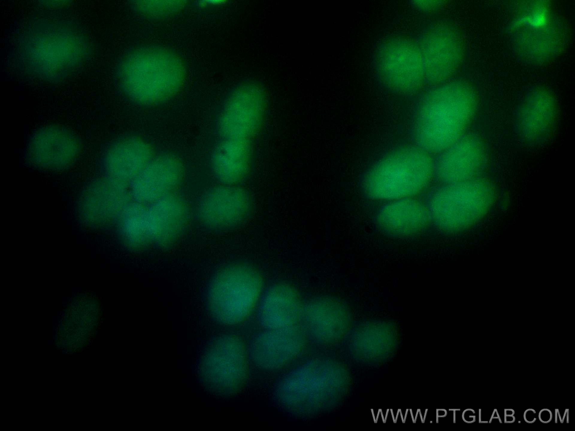 Immunofluorescence (IF) / fluorescent staining of SH-SY5Y cells using CoraLite® Plus 488-conjugated RUNX2 Polyclonal ant (CL488-20700)