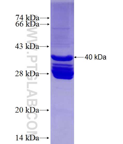 RUNX2 fusion protein Ag27975 SDS-PAGE