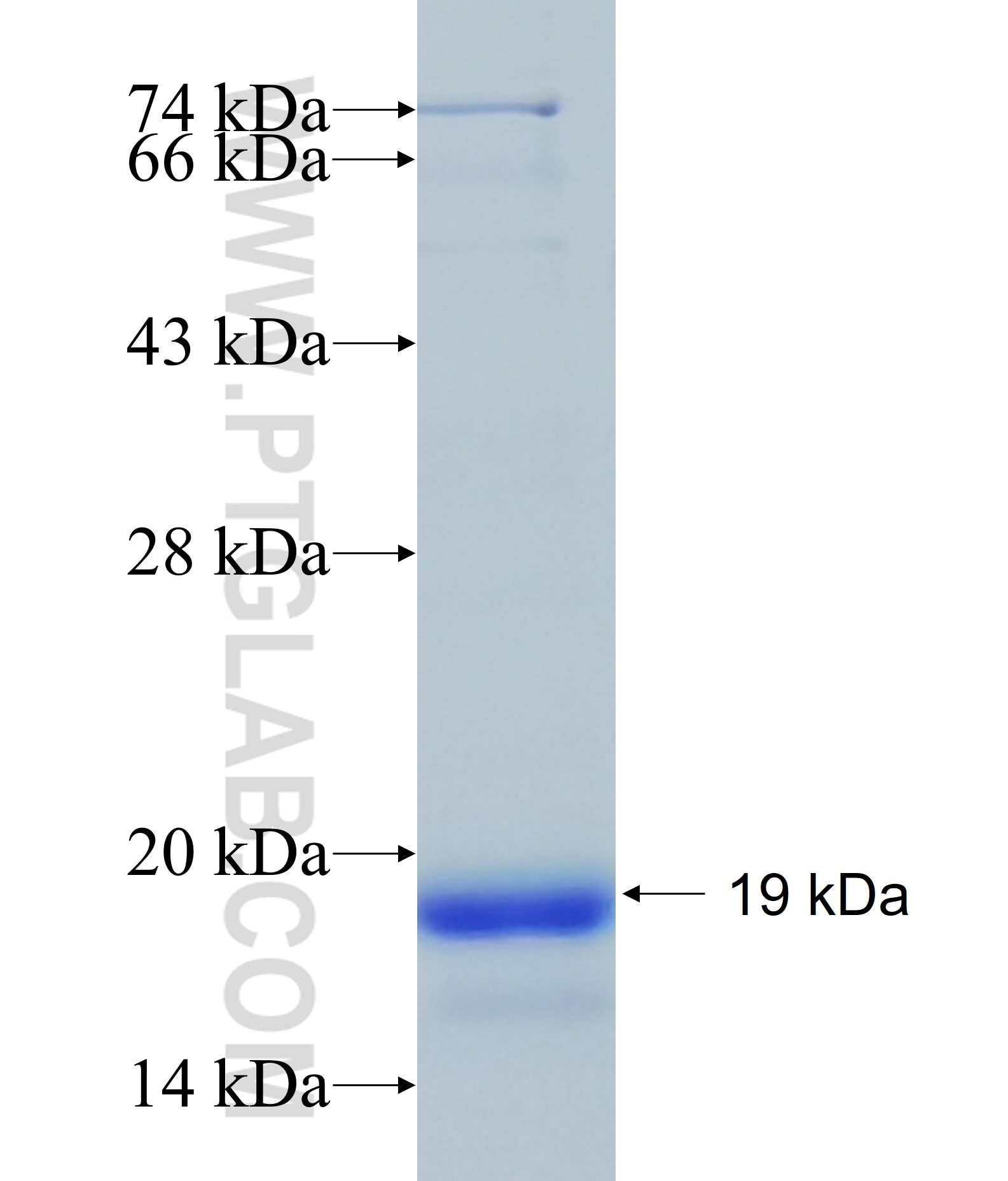 RUNX2 fusion protein Ag28113 SDS-PAGE