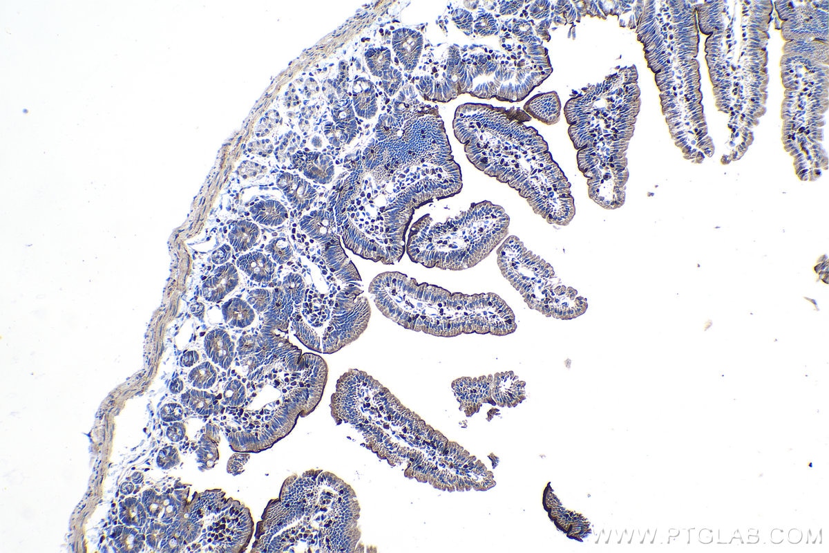 Immunohistochemistry (IHC) staining of mouse small intestine tissue using RUNX3 Polyclonal antibody (27099-1-AP)