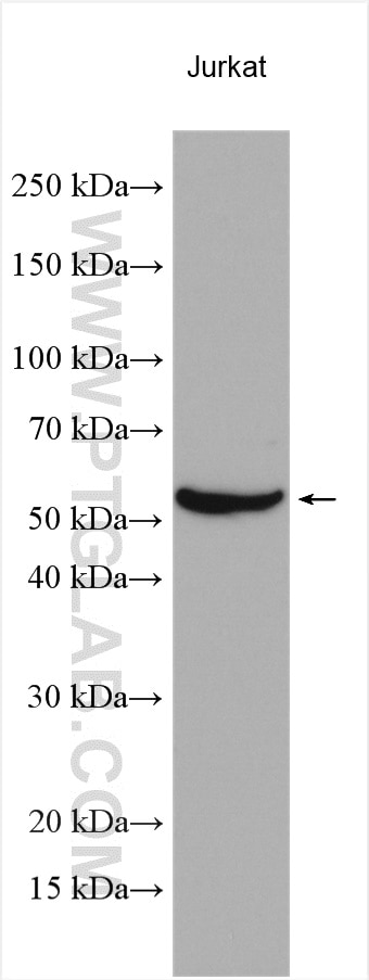 Western Blot (WB) analysis of various lysates using RUNX3 Polyclonal antibody (27099-1-AP)