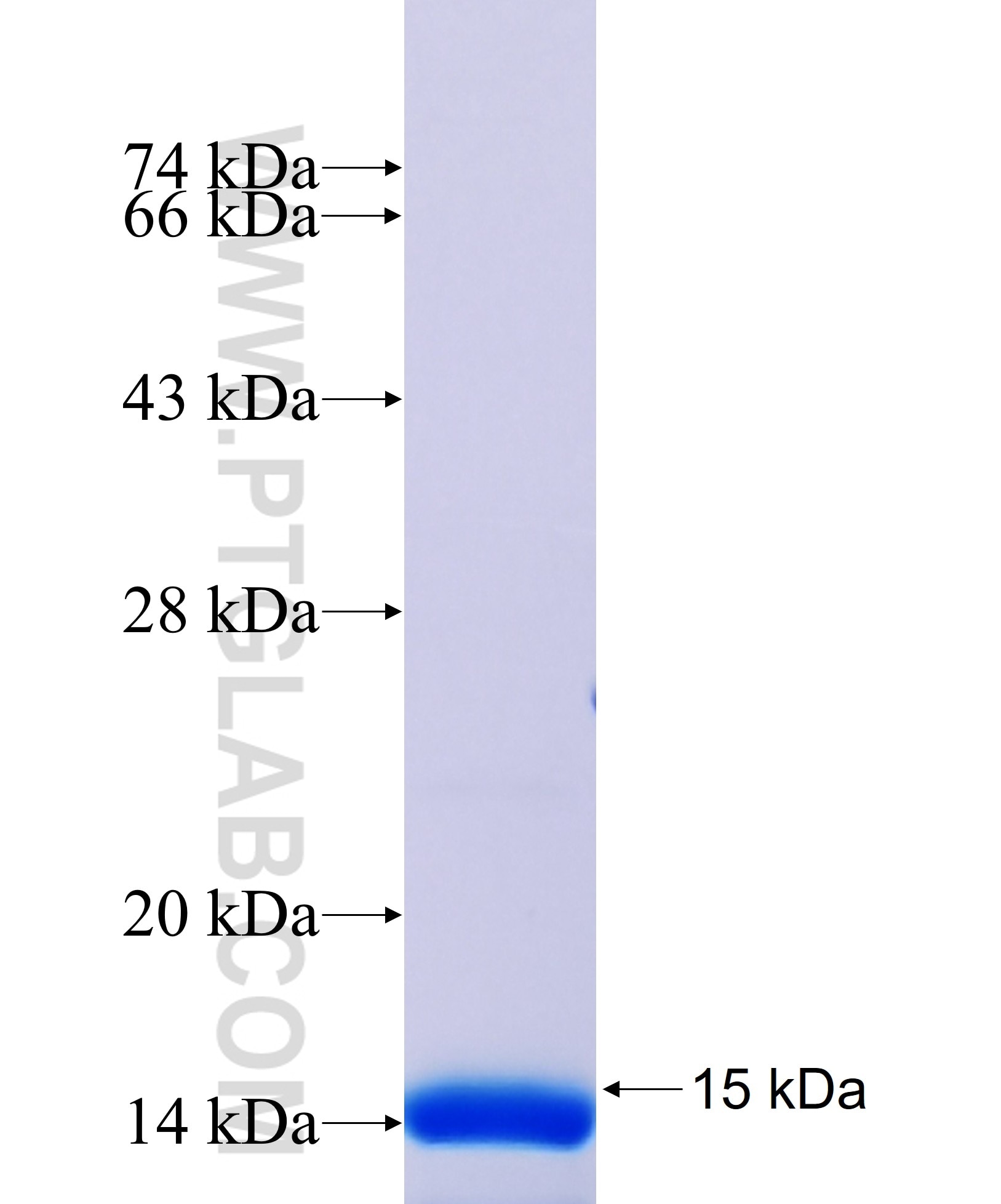 RUNX3 fusion protein Ag30002 SDS-PAGE