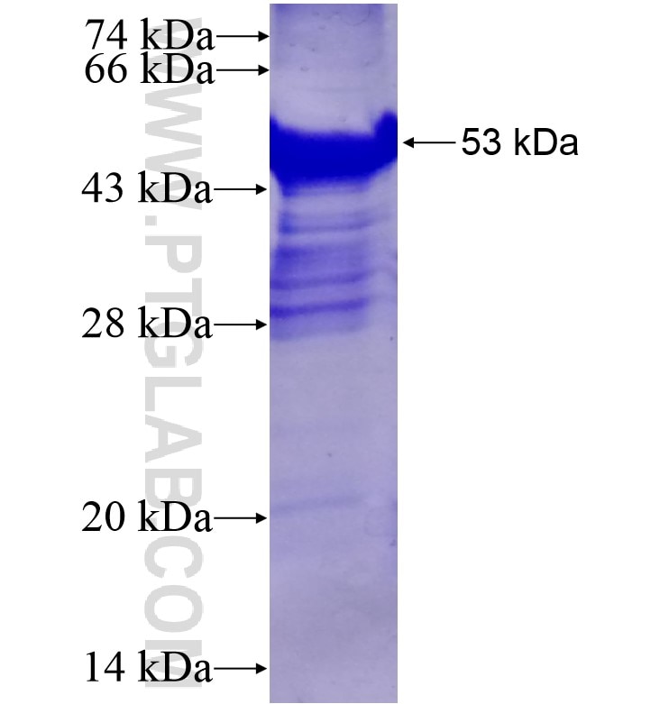 RUNX3 fusion protein Ag13066 SDS-PAGE