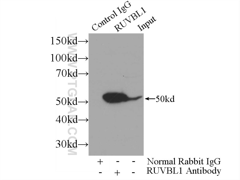 Immunoprecipitation (IP) experiment of HeLa cells using RUVBL1 Polyclonal antibody (10210-2-AP)