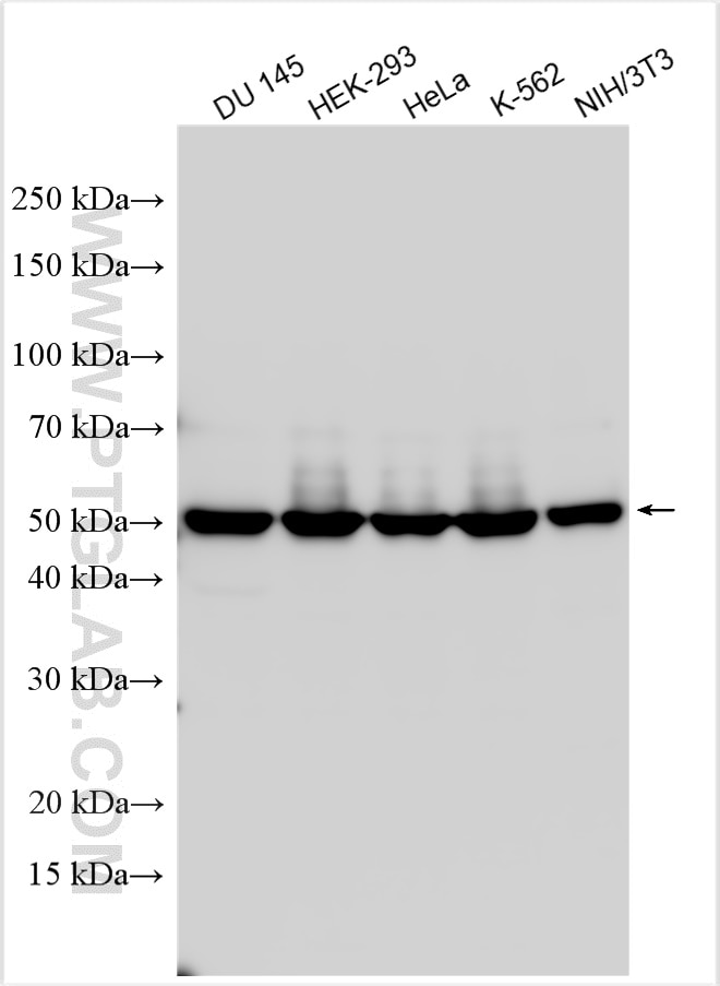 Western Blot (WB) analysis of various lysates using RUVBL1 Polyclonal antibody (10210-2-AP)