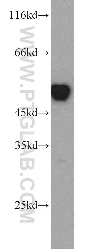 RUVBL1 Polyclonal antibody