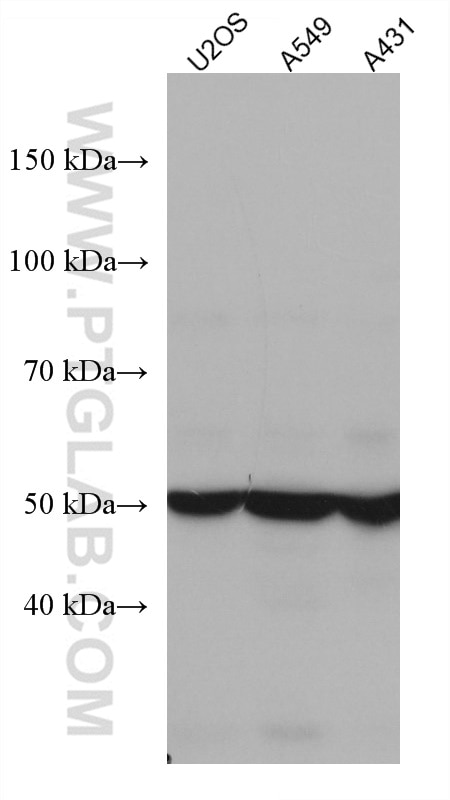 Western Blot (WB) analysis of various lysates using RUVBL1 Monoclonal antibody (67750-1-Ig)