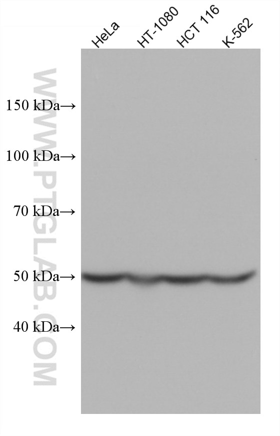 Western Blot (WB) analysis of various lysates using RUVBL1 Monoclonal antibody (67750-1-Ig)