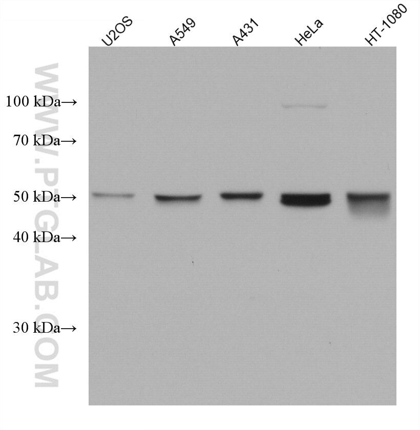 Western Blot (WB) analysis of various lysates using RUVBL1 Monoclonal antibody (67750-1-Ig)
