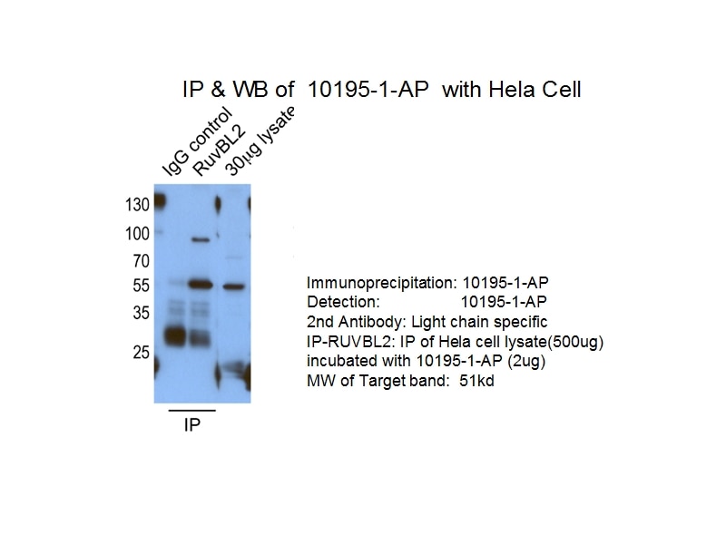 Immunoprecipitation (IP) experiment of HeLa cells using RUVBL2 Polyclonal antibody (10195-1-AP)