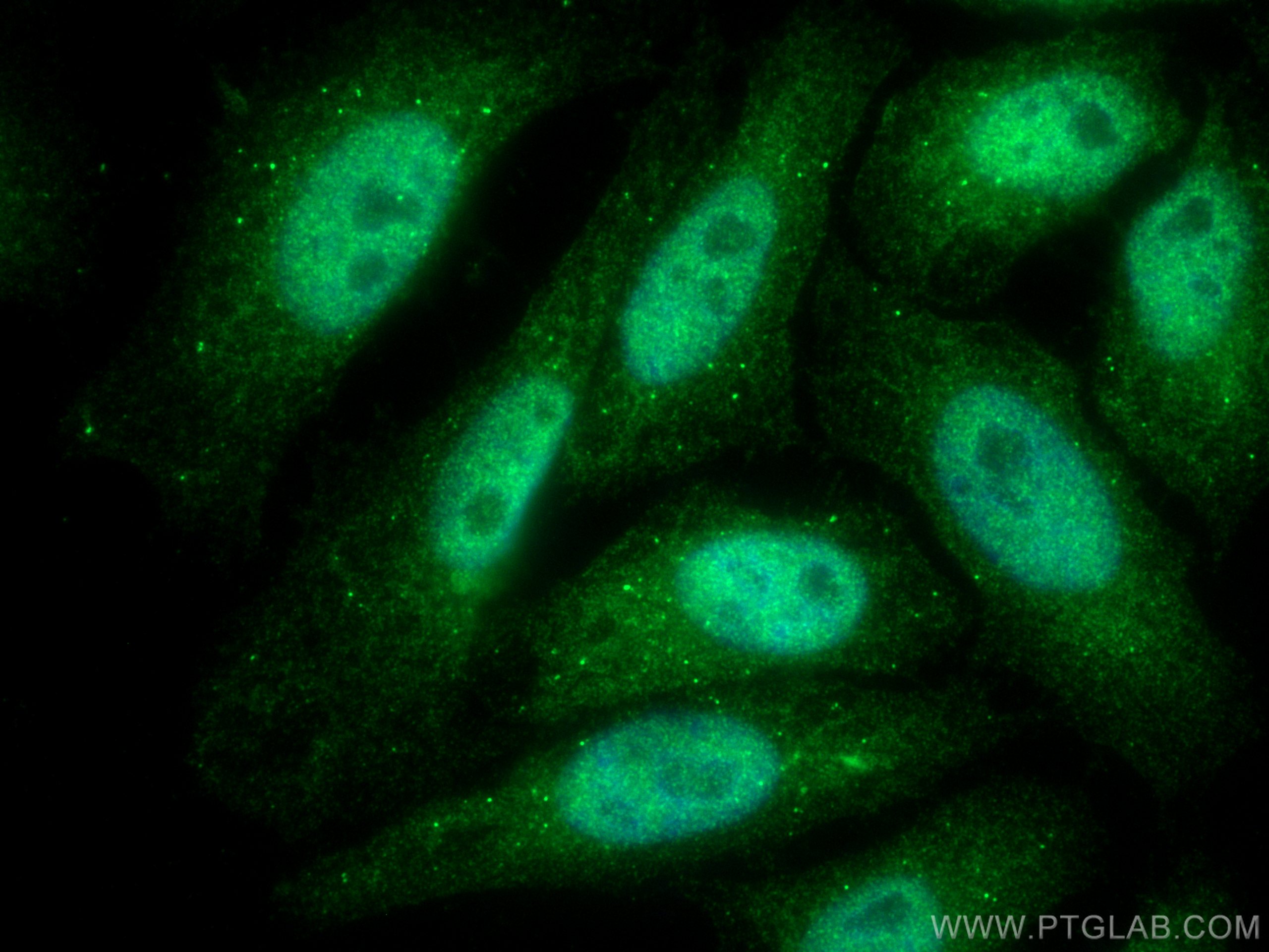Immunofluorescence (IF) / fluorescent staining of HepG2 cells using RUVBL2 Polyclonal antibody (10195-1-AP)