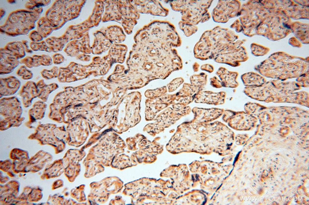 IHC staining of human placenta using 10195-1-AP