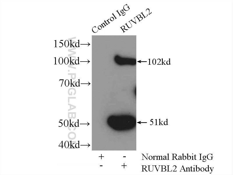Immunoprecipitation (IP) experiment of mouse brain tissue using RUVBL2 Polyclonal antibody (10195-1-AP)