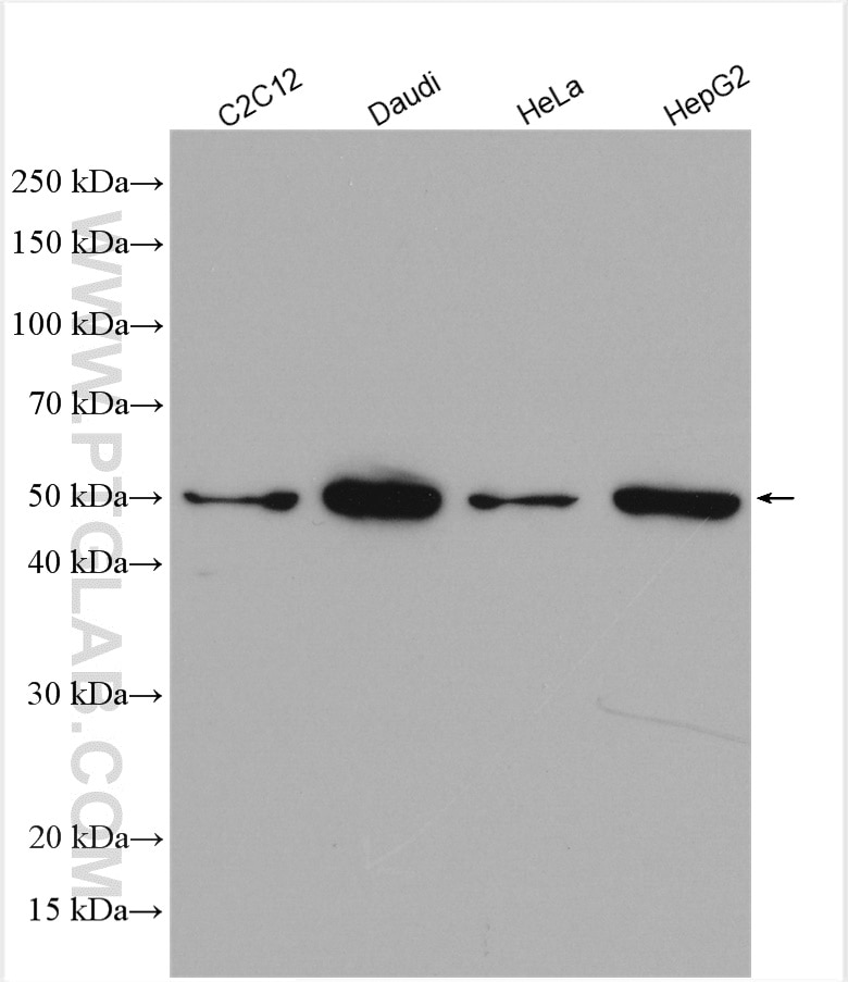 Western Blot (WB) analysis of various lysates using RUVBL2 Polyclonal antibody (10195-1-AP)