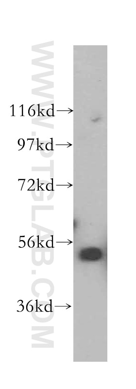 RUVBL2 Polyclonal antibody