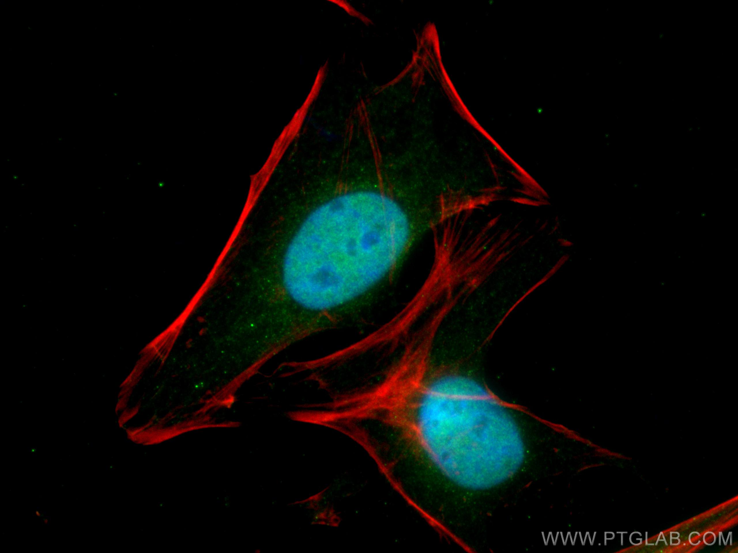 Immunofluorescence (IF) / fluorescent staining of HeLa cells using RUVBL2 Monoclonal antibody (67851-1-Ig)