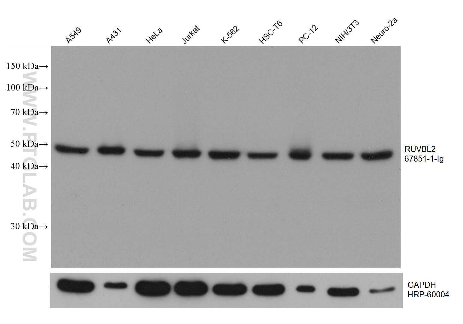 Western Blot (WB) analysis of various lysates using RUVBL2 Monoclonal antibody (67851-1-Ig)