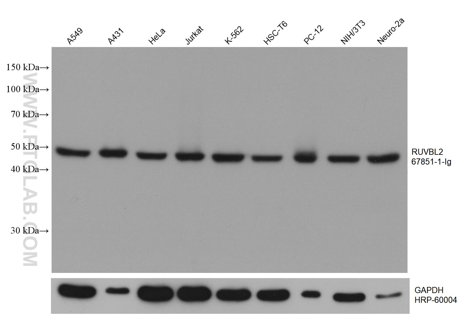 Western Blot (WB) analysis of various lysates using RUVBL2 Monoclonal antibody (67851-1-Ig)