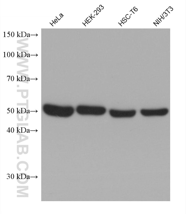 Western Blot (WB) analysis of various lysates using RUVBL2 Monoclonal antibody (67851-1-Ig)