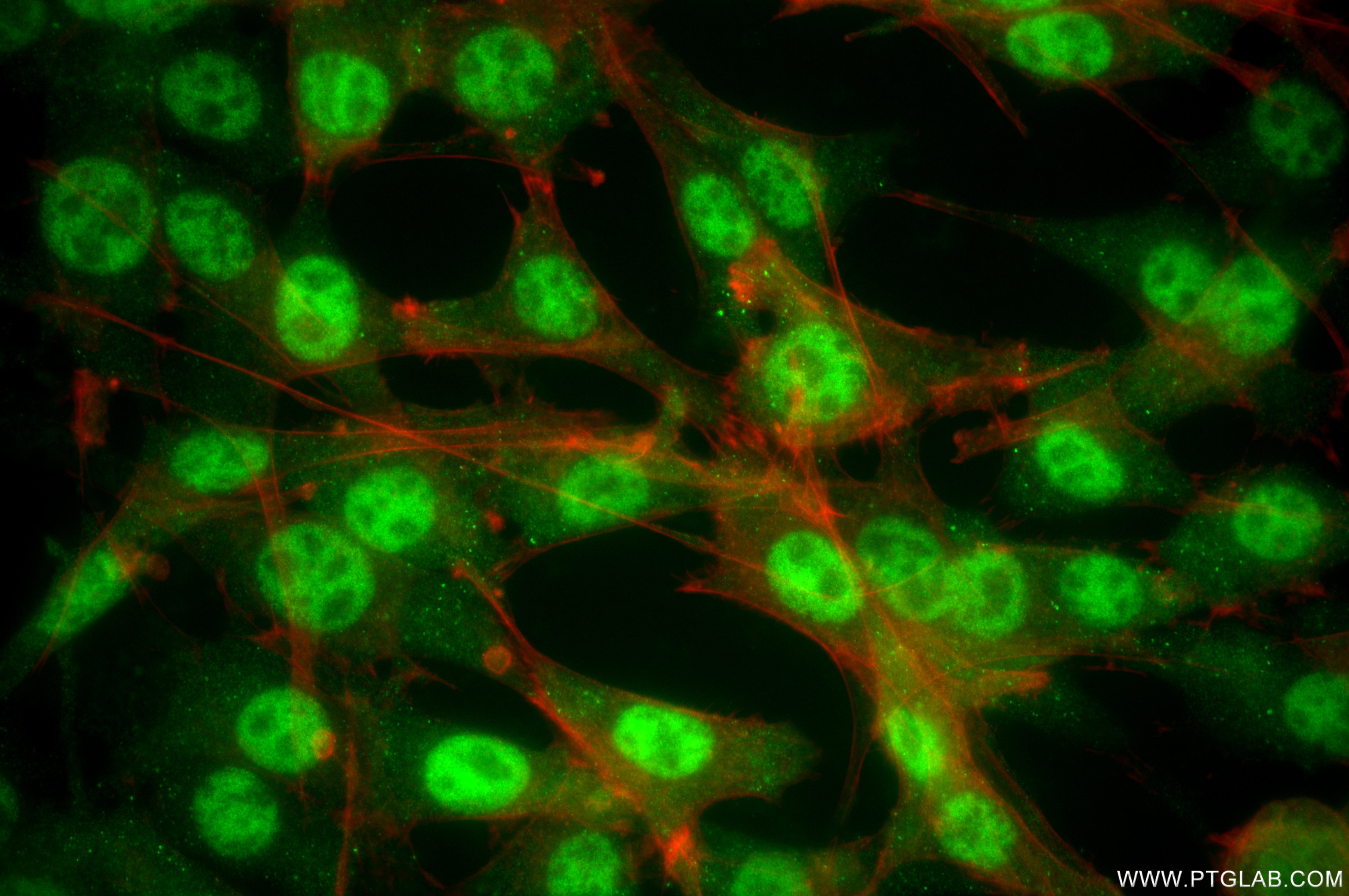 IF Staining of NIH/3T3 using 87557-1-RR Immunofluorescence (IF) / fluorescent staining of NIH/3T3 cells using RUVBL2 Recombinant monoclonal antibody (87557-1-RR)