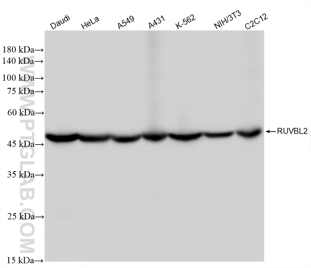 WB analysis using 87557-1-RR Western Blot (WB) analysis of various lysates using RUVBL2 Recombinant monoclonal antibody (87557-1-RR)