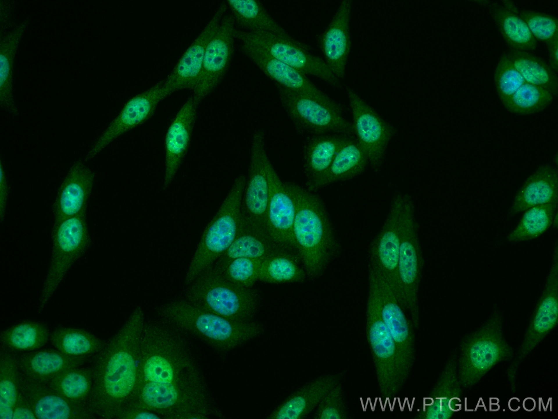 Immunofluorescence (IF) / fluorescent staining of HepG2 cells using CoraLite® Plus 488-conjugated RUVBL2 Monoclonal an (CL488-67851)