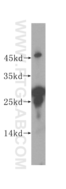 Western Blot (WB) analysis of mouse thymus tissue using RWDD1 Polyclonal antibody (17036-1-AP)