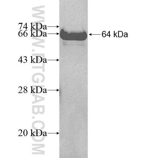 RWDD1 fusion protein Ag10525 SDS-PAGE