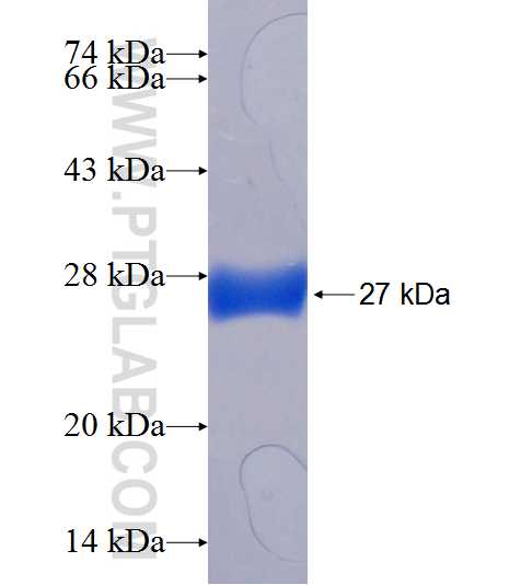 RWDD3 fusion protein Ag18674 SDS-PAGE