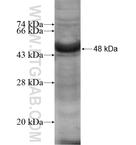 RXFP1 fusion protein Ag13098 SDS-PAGE
