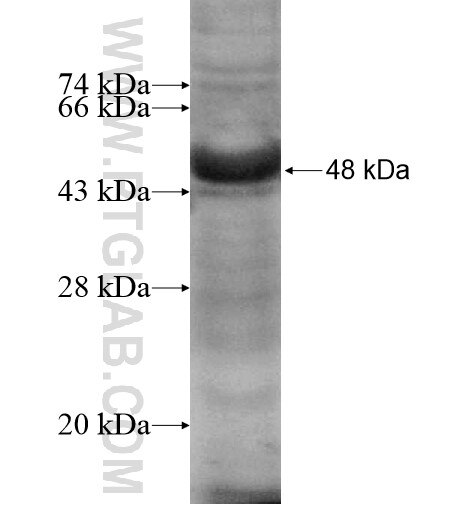 RXFP1 fusion protein Ag13098 SDS-PAGE